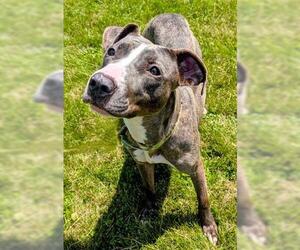 American Pit Bull Terrier Dogs for adoption in Akron, OH, USA