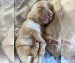 Small Photo #1 Labrador Retriever Puppy For Sale in MC LEANSBORO, IL, USA