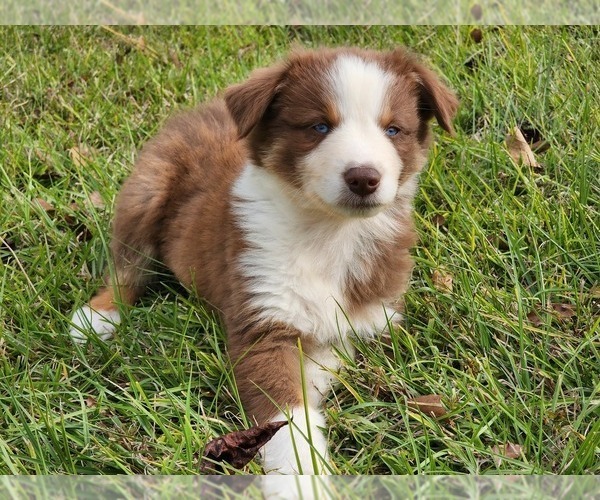 Medium Photo #3 Australian Shepherd Puppy For Sale in MARIANNA, FL, USA