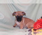 Small Photo #3 Jug Puppy For Sale in SHILOH, OH, USA