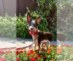 Small Photo #4 Pointer-Unknown Mix Puppy For Sale in Fresno, CA, USA