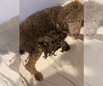Small Photo #1 Labradoodle Puppy For Sale in DEEPWATER, MO, USA
