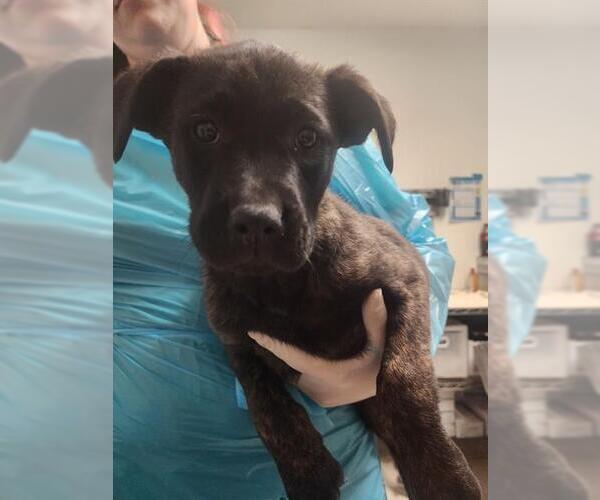 Medium Photo #1 Holland Shepherd-Unknown Mix Puppy For Sale in Bakersfield, CA, USA