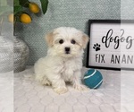 Small #3 Maltipoo (Toy)