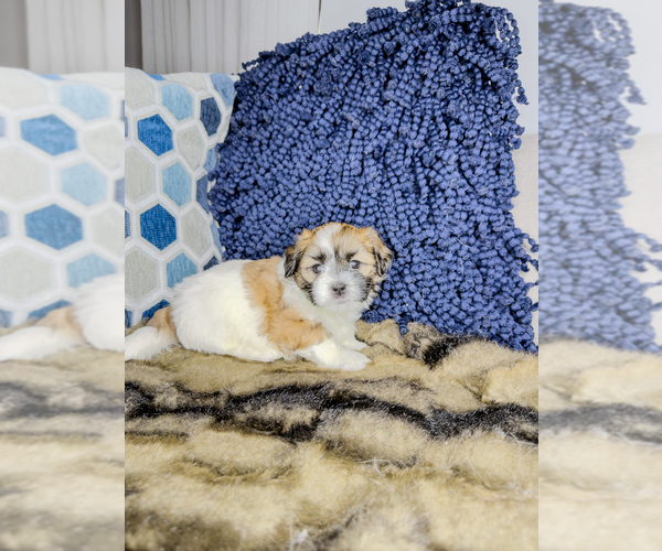 Medium Photo #23 Zuchon Puppy For Sale in CLERMONT, FL, USA