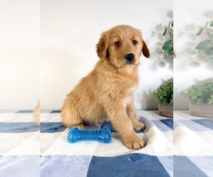 Golden Retriever Puppy for sale in GREENFIELD, IN, USA