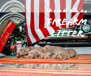 Weimaraner Puppy for sale in TALKING ROCK, GA, USA