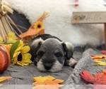 Small Photo #4 Schnauzer (Miniature) Puppy For Sale in BOISE, ID, USA