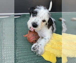 Karma - Male Mutt Dog for Adoption - Photo #8