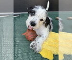 Small Photo #8 Mutt Puppy For Sale in Raleigh, NC, USA