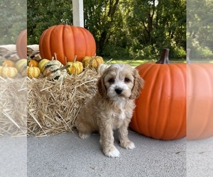 Cock-A-Poo Puppy for sale in FRANKLIN, IN, USA