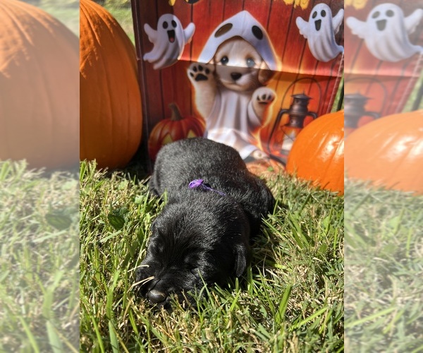 Medium Photo #18 Labrador Retriever Puppy For Sale in NEOLA, WV, USA