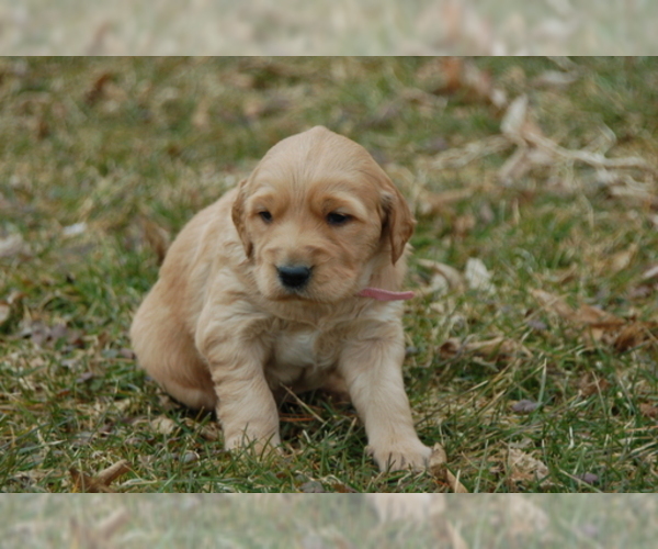 Medium Photo #7 Golden Irish Puppy For Sale in WAYLAND, MI, USA