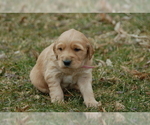 Small Photo #7 Golden Irish Puppy For Sale in WAYLAND, MI, USA