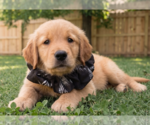 Small #2 Golden Retriever