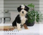 Small #3 Bernedoodle (Miniature)
