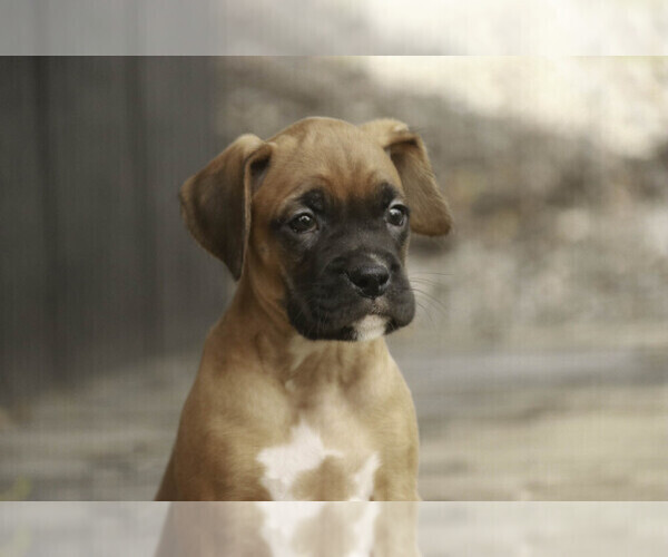 Medium Photo #2 Boxer Puppy For Sale in SHIPSHEWANA, IN, USA
