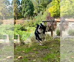 Small #3 Border Collie