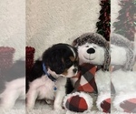 Small #6 Cavalier King Charles Spaniel