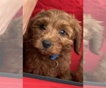 Small #1 Goldendoodle (Miniature)
