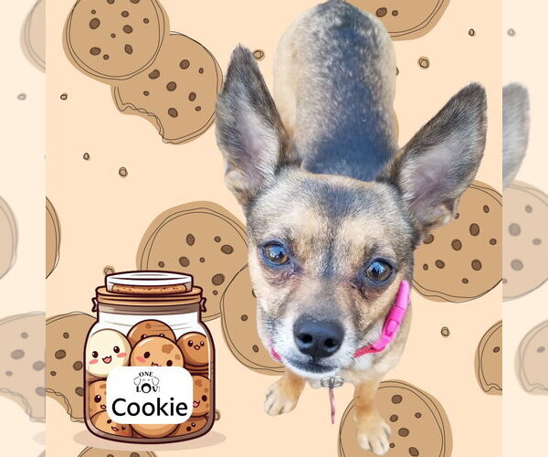 Medium Photo #6 Chihuahua Puppy For Sale in Mount Laurel, NJ, USA