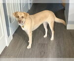 Small #7 Labrador Retriever Mix