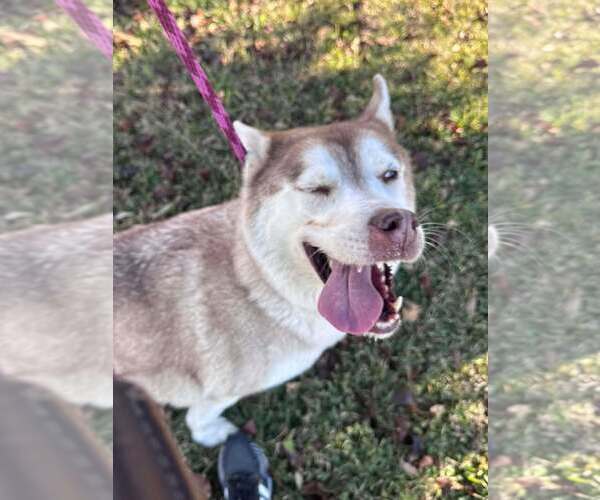 Medium Photo #2 Siberian Husky-Unknown Mix Puppy For Sale in Rowlett, TX, USA