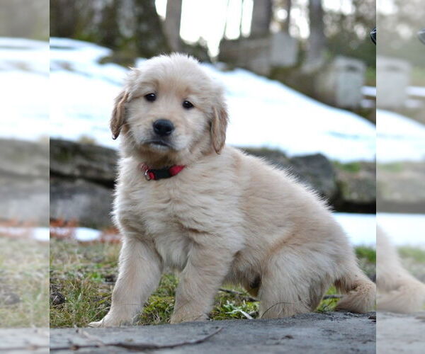 Medium Photo #2 Golden Retriever Puppy For Sale in Germanton, TN, USA