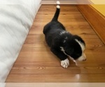 Small Photo #30 Border Collie Puppy For Sale in KANSAS CITY, MO, USA