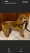 Small Photo #8 Miniature Bernedoodle Puppy For Sale in SIGOURNEY, IA, USA