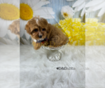Small Photo #11 Cavapoo Puppy For Sale in RIPLEY, MS, USA