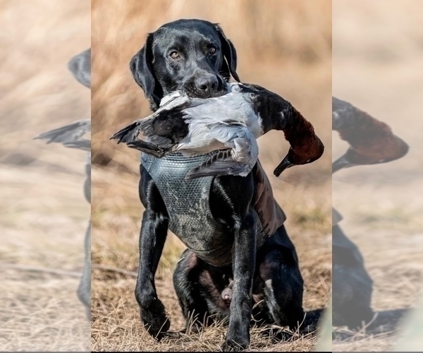 Medium Photo #9 Labrador Retriever Puppy For Sale in SHELTON, WA, USA