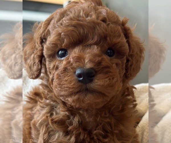 Medium Photo #2 Poodle (Toy) Puppy For Sale in WOODSTOCK, IL, USA