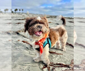 Shih Tzu Dogs for adoption in San Diego, CA, USA