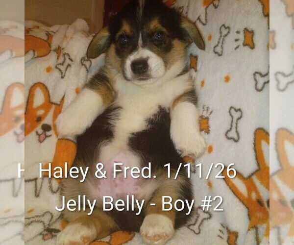 Medium Photo #3 Pembroke Welsh Corgi Puppy For Sale in OROVILLE, CA, USA