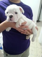Bulldog Puppy for sale in RICHMOND, VA, USA