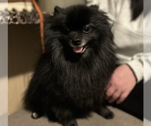 Mother of the Pomeranian puppies born on 07/05/2026