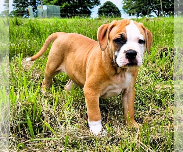 Medium Photo #1 Alapaha Blue Blood Bulldog Puppy For Sale in SHELOCTA, PA, USA