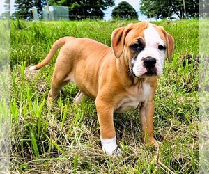 Medium Alapaha Blue Blood Bulldog