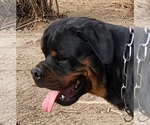 Small Photo #14 Rottweiler Puppy For Sale in WRAY, CO, USA