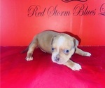 Small #3 American Bully