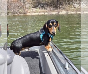 Father of the Dachshund puppies born on 03/26/2025
