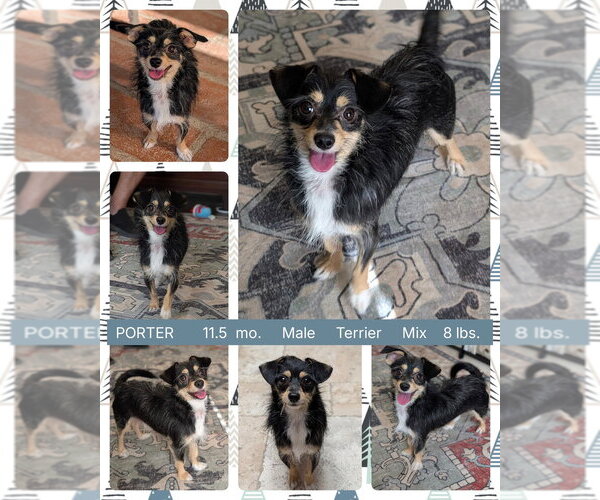 Medium Photo #3 Mutt Puppy For Sale in Mesa, AZ, USA
