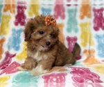 Small #2 YorkiePoo