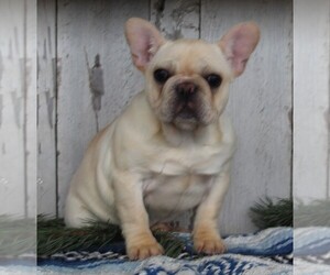 French Bulldog Puppy for sale in FREDERICKSBURG, OH, USA