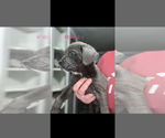 Small Photo #6 Cane Corso Puppy For Sale in DALE, TX, USA