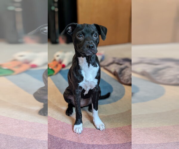 Medium Photo #6 Boston Terrier-Unknown Mix Puppy For Sale in Genesee, WI, USA