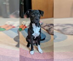 Small #5 Boston Terrier Mix