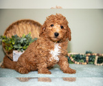 Small #3 Cavapoo
