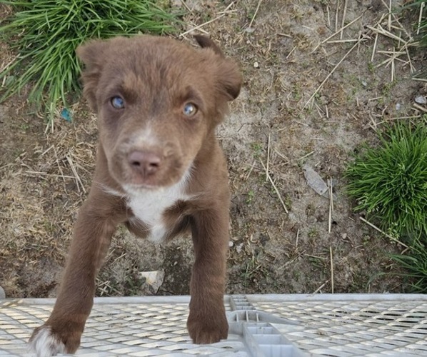 Medium Photo #1 Miniature Australian Shepherd Puppy For Sale in MILTON, WI, USA